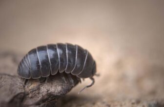Researchers give robots roly-polies for palms