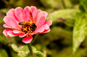 Flight of the RoboBees: Developments in Miniature Robotics