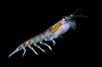 Pleobot, The Robotic Platform Impressed By Krill For Ocean Navigation