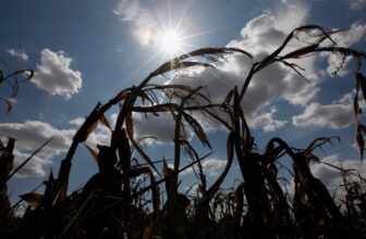The World Must Put together for Large Crop Failure, Research Says