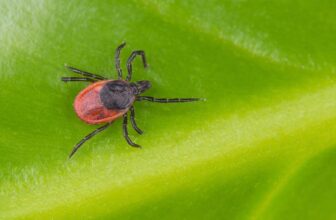Ticks Use Static Electrical energy to Suck Your Blood, Examine Finds