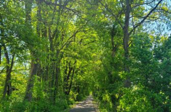 The Little Issues E-newsletter #372 – Life, laughter, and many nice meals!