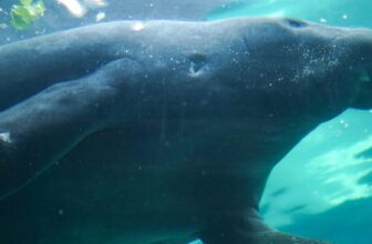 Famed Manatee Died After ‘Excessive-Depth Sexual Conduct’ With Brother