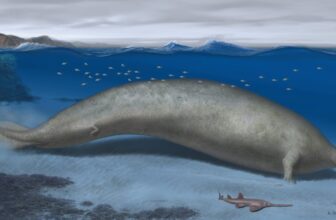 Huge Extinct Whale Might Be the Heaviest Animal Ever
