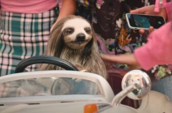 What If Cocaine Bear Was a Sloth?