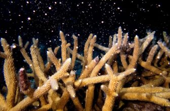 Blazing Warmth Threatens Essential Coral Reefs within the Florida Keys