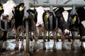 Hottest July on File Kills Lots of of Cows