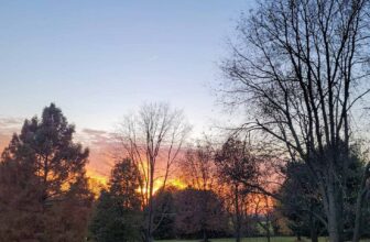 The Little Issues E-newsletter #390