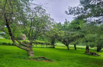 The Little Issues Publication #417 – Life, laughter, and plenty of nice meals!