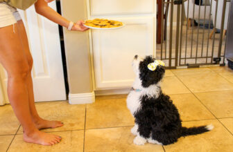 Selfmade canine treats (fast and wholesome!)